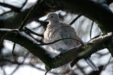 Eurasian collared dove