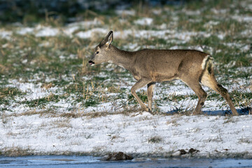 Roe deer
