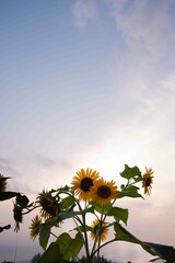 太陽に向かって咲く向日葵