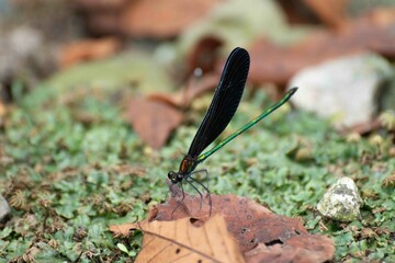 落ち葉にとまるハグロトンボ