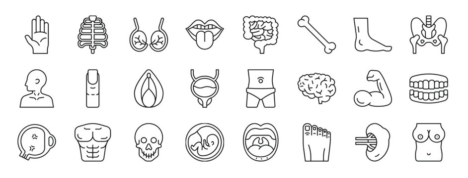 set of 24 outline web human anatomy icons such as hand, rib cage, testicle, tongue, intestine, bone, foot vector icons for report, presentation, diagram, web design, mobile app