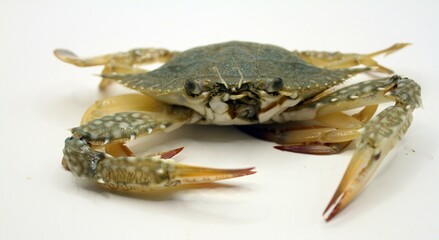 Blue crab isolated on white background. Close up of sea animal.