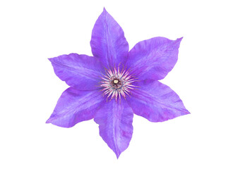 Purple clematis flower closeup isolated transparent png. Clematis jackmanii star shaped bloom with...