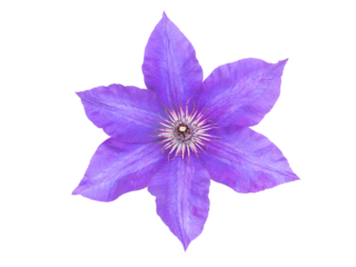 Purple clematis flower closeup isolated transparent png. Clematis jackmanii star shaped bloom with lavender coloured petals.