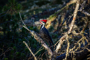 Woodpecker