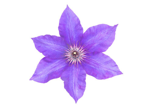Purple clematis flower closeup isolated transparent png. Clematis jackmanii star shaped bloom with lavender coloured petals.