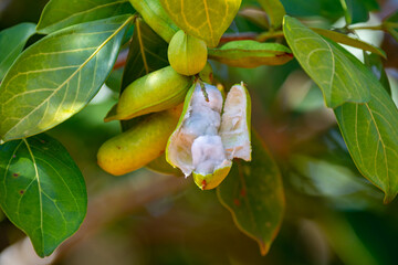 Ripe Inga laurina is a endemic tree of the Fabaceae family native to Brazil, known by the popular...