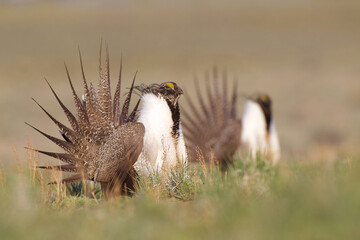 Greater Sage Grouse - two makes perform their mating display on the breeding grounds during the April breeding season - focus is on the near bird