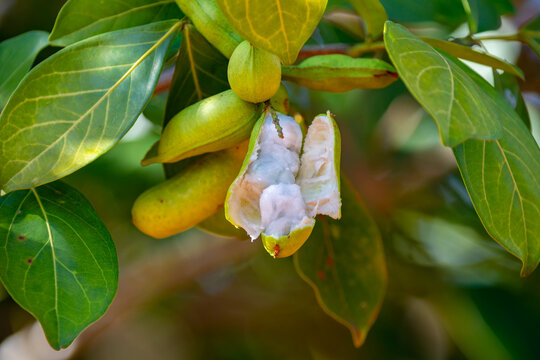 Ripe Inga laurina is a endemic tree of the Fabaceae family native to Brazil, known by the popular names: ing&aacute;-mirim, ing&aacute;-feij&atilde;o, ing&aacute;-lagarta, ing&aacute;-pequeno, ing&aacute;-branco,
