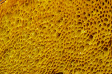 Wild mushrooms, scientific identification not located, which only grow under the genipap tree (Genipa americana). It's probably a poisonous mushroom.