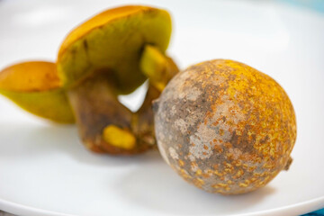 Wild mushrooms, scientific identification not located, which only grow under the genipap tree (Genipa americana). It's probably a poisonous mushroom.