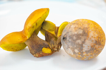 Wild mushrooms, scientific identification not located, which only grow under the genipap tree (Genipa americana). It's probably a poisonous mushroom.