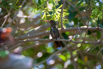 Picaflor de jardín  © GABRIELA