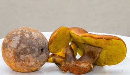 Wild mushrooms, scientific identification not located, which only grow under the genipap tree...