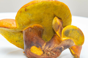 Wild mushrooms, scientific identification not located, which only grow under the genipap tree (Genipa americana). It's probably a poisonous mushroom.