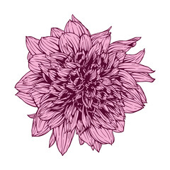 Fototapeta premium Hand drawn dahlia mambo flower. Vector floral illustration