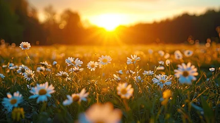 Fotobehang field of flowers at sun set  © Clemency