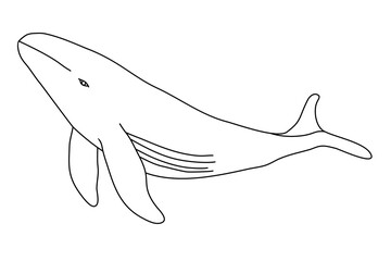 Obraz premium Big whale swimming underwater, doodle style flat vector outline for coloring book