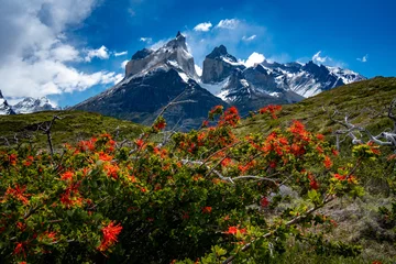 Fototapete Cuernos del Paine mountains landscape with red flowers