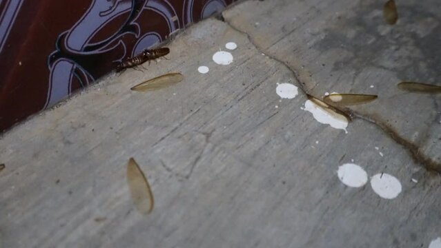 Flying termites search for mates on the floor, breaking off their wings to mate. in 4K video.