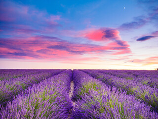 Lavender field at sunset. Provence France