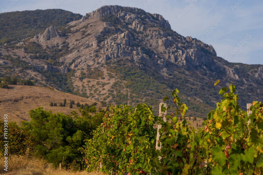 Wall mural Vineyard