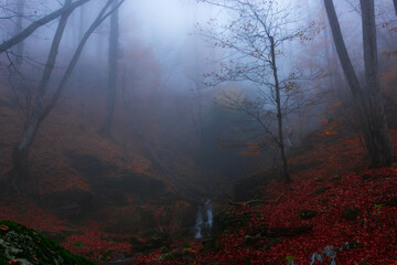 Autumn forest in the fog - 711939873