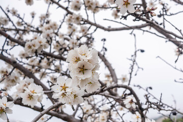 Almond blossom - 711939878