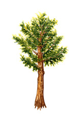 Obraz premium Watercolor illustration of a lush green cedar tree. Forest coniferous evergreen tree element isolated on white background. Background element for the design of gardens, landscapes, parks, forests