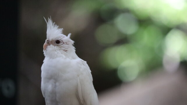 Pichon de cotorra Ninfa