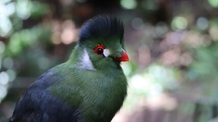 Turaco Persa