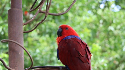 Ecletus roratus Loro