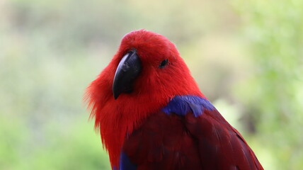 Ecletus roratus Loro