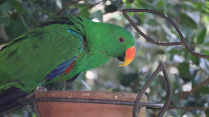 Loro verde