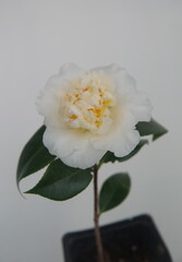 Blossom of Brushfields Yellow camellia, creamy-white, yellow camellia flower, on white background
