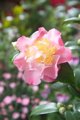 Blossom of camelia japonica Niccio Jewel, Japanese camellia with pink - white big flowers, on light background 