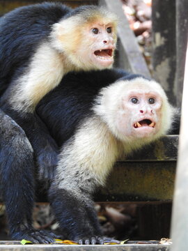 singes capucins