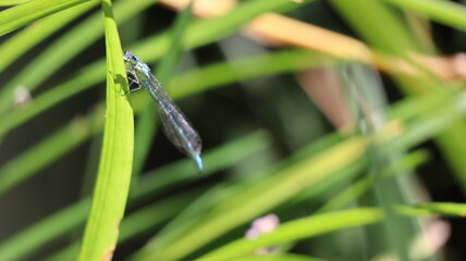  Matapiojo azul en una hoja