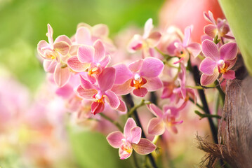 Fototapeta na wymiar Summer blossoming delicate orchids, blooming tropical flowers shiny colorful festive background, bright floral card, soft selective focus, shallow DOF