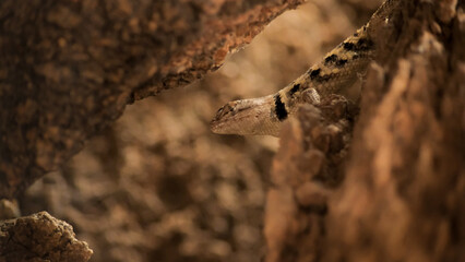 Lizard on rocks in the desert