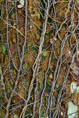 Tree trunk grunge natural, organic background, texture.