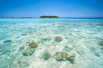 Maldives, Indian ocean. .© Copyright 2013, All rights reserved. Do not copy or otherwise use my photos...<a href="http://www.matteocolombo.com" rel="nofollow">www.matteocolombo.com</a>