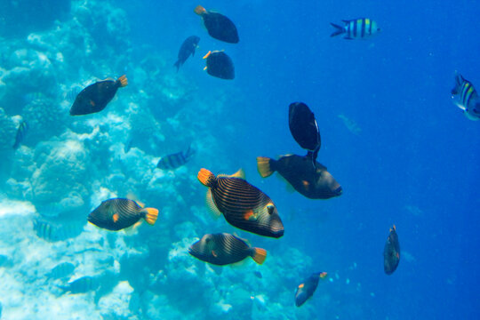 Underwater marine life in the Maldives