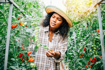 Black woman farmer in the greenhouse using a bottle to spray water on tomato seedlings. Engaging in growth care she holds the spray for plant protection and ensures freshness in the outdoor setting.