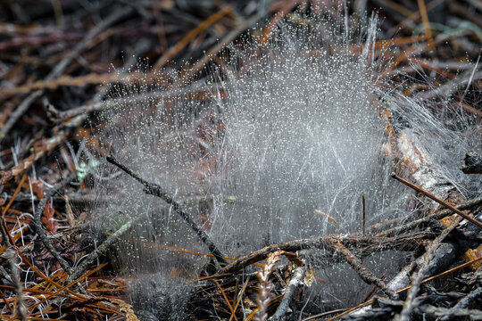 Zygomycota Growing on Feces in a Forest