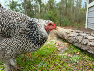 Dark Brahma, chicken, hen looking at camera