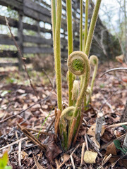 Vertical shot of a young fern plant growing outside