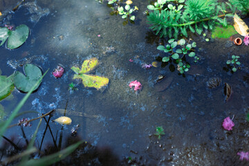 Fototapeta na wymiar 池に散ったサルスベリの花びら