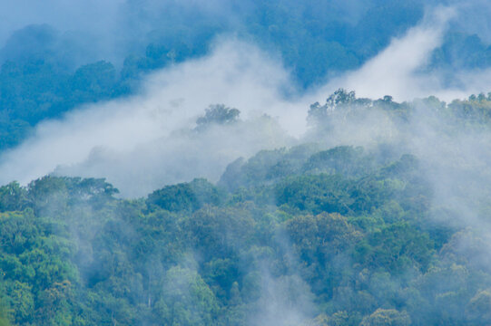 Breathtaking View Of White Clouds Enveloping The Mountainous Forest Trees, Taken From Wanagiri Peak, Buleleng, Bali