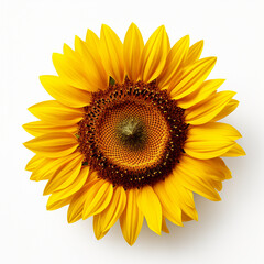 Ripe sunflower with yellow petals and dark middle, isolated on white background